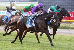 Platinum Command (NZ) (Red Giant) claiming the G3 Winter Cup (1600m). Photo: Race Images Christchurch 